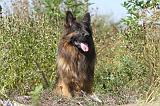 BERGER ALLEMAND 144